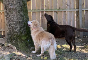 Gracie and Dharma - squirrel hunters