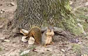 squirrel in fall