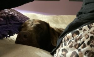 Dharma is stuck to my side