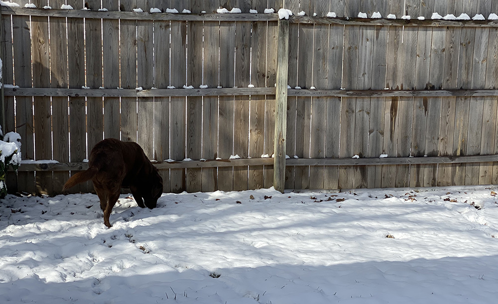 Dharma loves the snow.