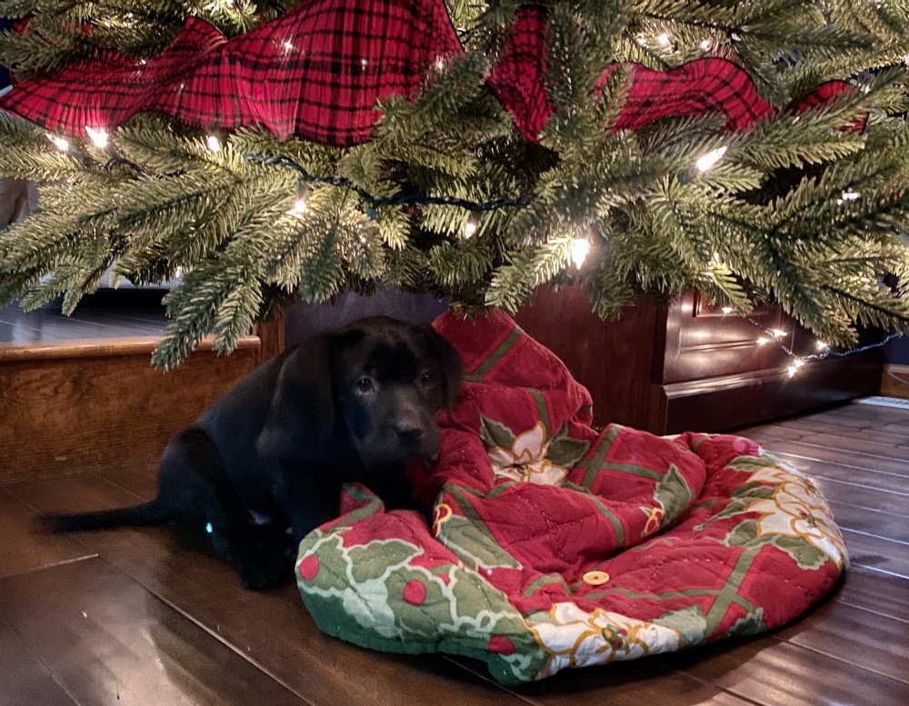 Merida wants her very own Christmas tree.