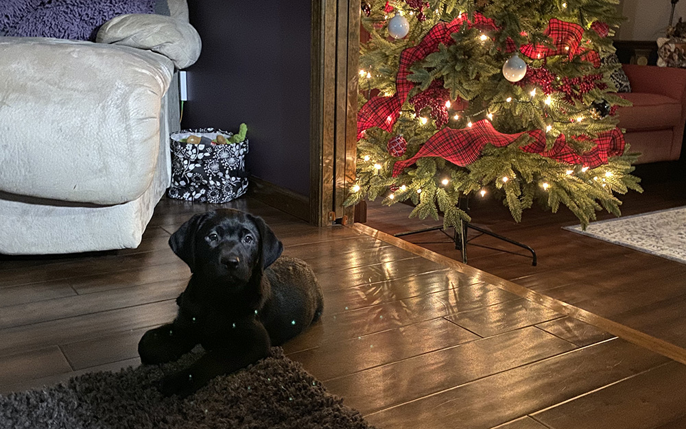 Merida’s obsession doesn’t make the top 3 list