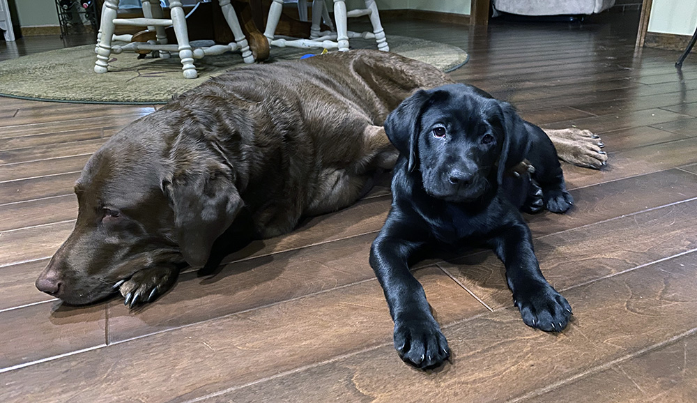 my office looks like a kennel and facebook made me cry