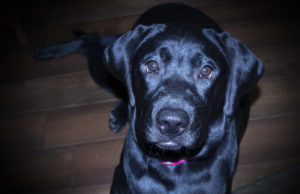 I've lived 20 days Quarantined with Dogs