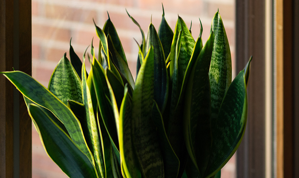29 bottles of beer on the wall