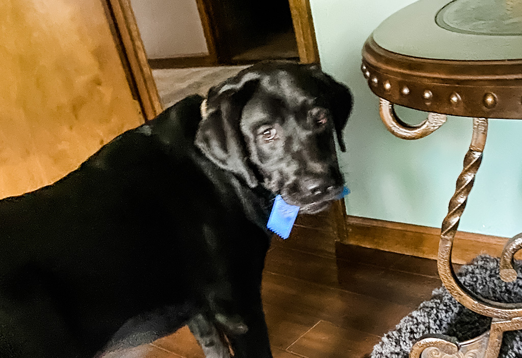 good dog eats blue ribbon award