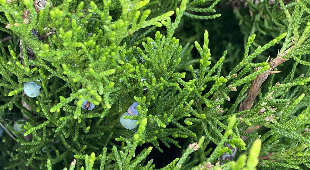 night shift ages you in dog years