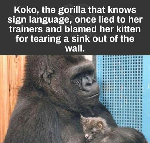 Koko the gorilla