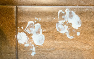 puppy paint prints