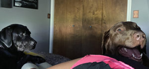 puppers and me