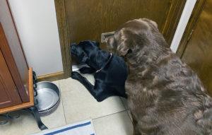 puppies wait by the door