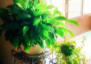 plants moved in