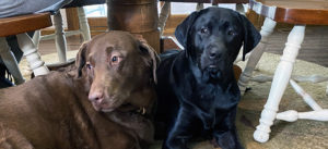 same old... dogs, COVID, yaddah yaddah