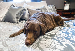 old dogs and new tricks