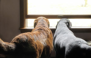 neighborhood watch... doing our part