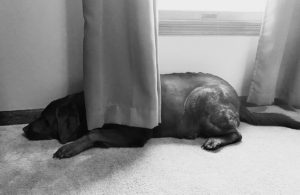 dharma behind the curtain