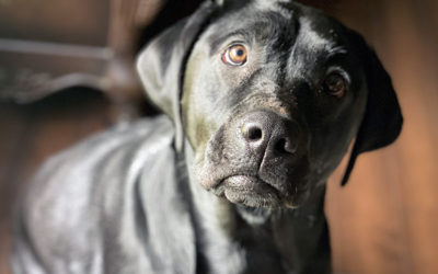 cows, plows, sows, and…