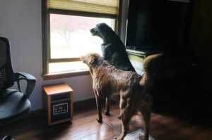 hounds protecting home