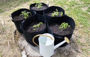 i'm growing my weight in tomatoes