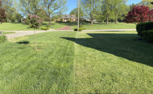 neighbor needs to mow