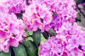 pink flowers