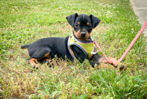 I have a baby sister. Her name is Mozzie.