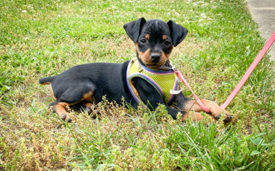 I have a baby sister. Her name is Mozzie.