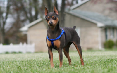 i hope i have the chance to name a new puppy