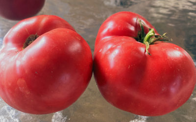 BAM! They pulled it out in the final stretch!