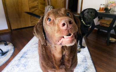 ten legs and 2 tails