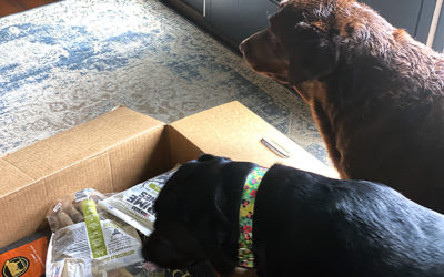 when did smart people get so dumb?