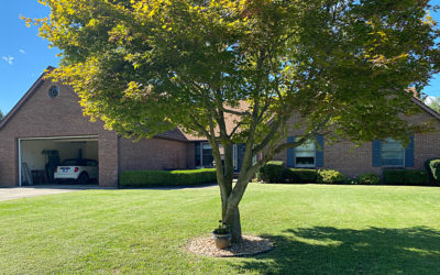 one obvious clue no one has talked about…