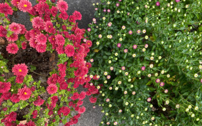 fail color – deep blue is NOT me