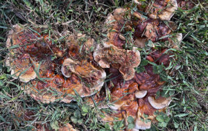 evil mushrooms are invading