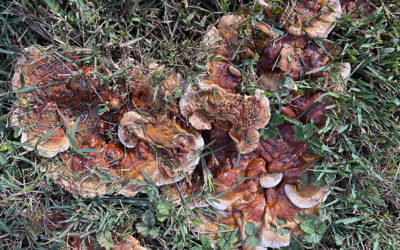 evil mushrooms are invading