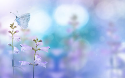 skip this if you’re not interested in the Gabby Petito case!