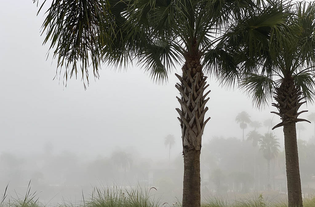 dense fog, the chicken guy, and smokin’ hot