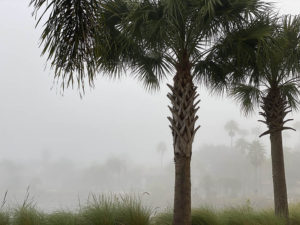 dense fog, the chicken guy, and smokin' hot