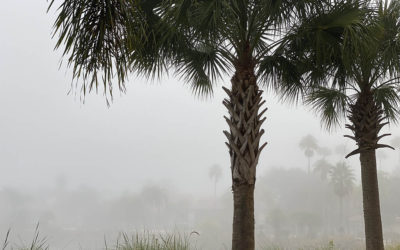 dense fog, the chicken guy, and smokin’ hot