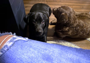 puppies are bored