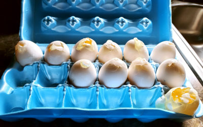 13 eggs, a little ice, cake, and a large dose of concern