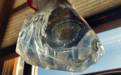 Ben, Barack, and Barnacles