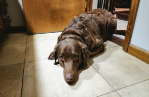 dharma was feeling ruff