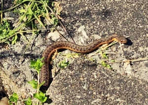 not quite ophidiophobia... but almost