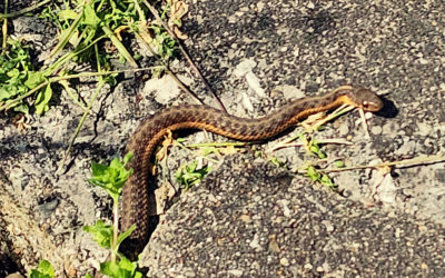 not quite ophidiophobia… but almost