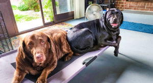 the doggos