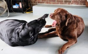 dog disagreement