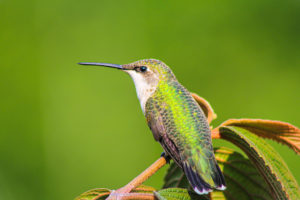 hummingbird