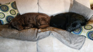 sleepy puppies