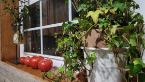 home grown tomatoes